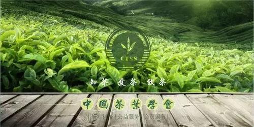 中国茶叶爆料视频最新,最新爆料视频深度解析